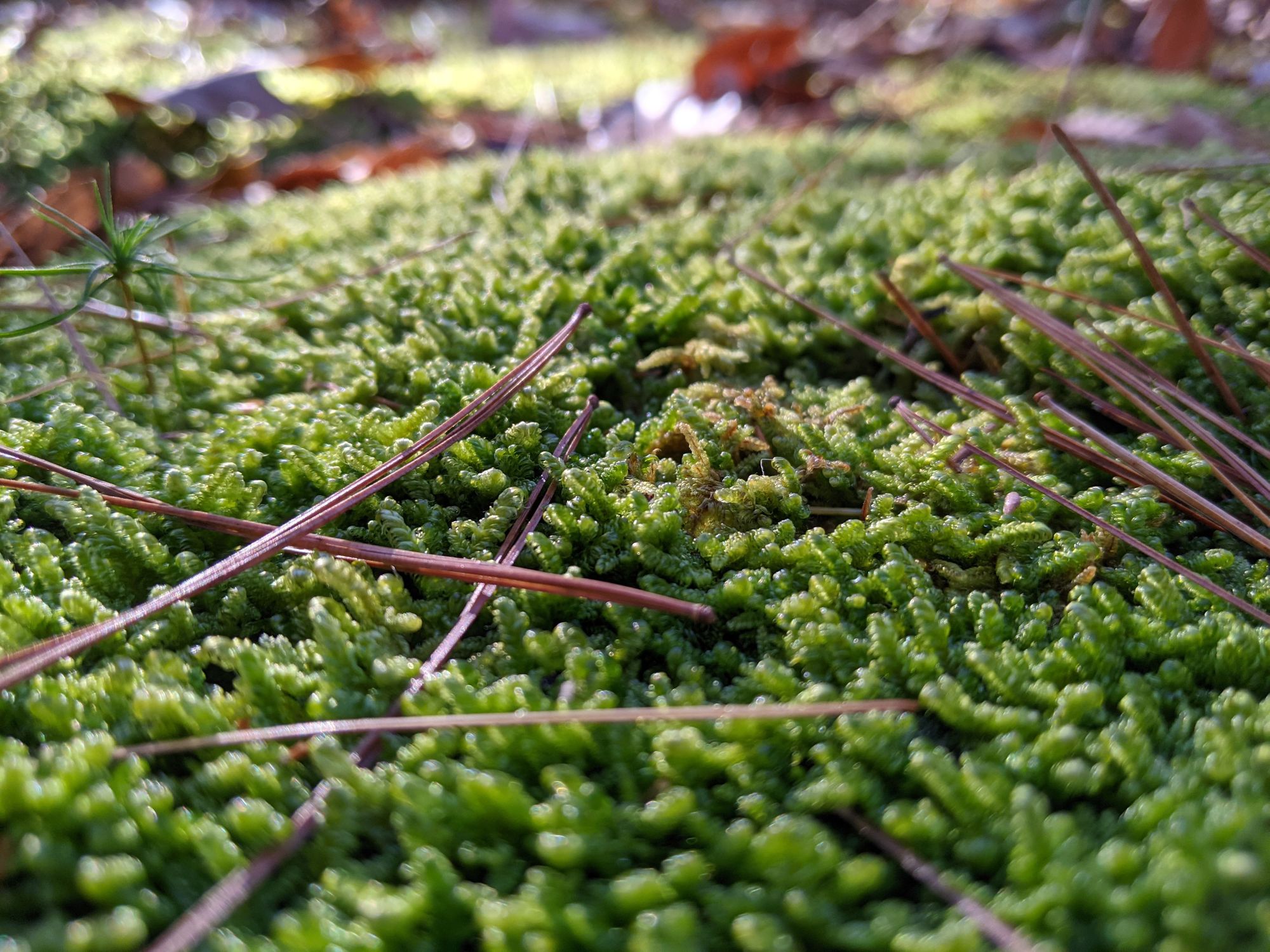 Sphagnum peat moss